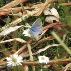 Zizina otis (Common Grass-Blue) at Wingecarribee Local Government Area - 21 Dec 2022 by GlossyGal