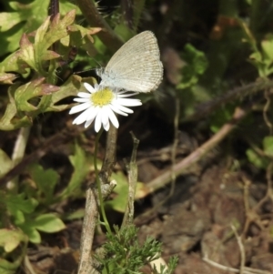 Zizina otis at Burradoo, NSW - suppressed