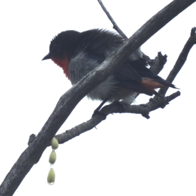 Dicaeum hirundinaceum (Mistletoebird) at Lions Youth Haven - Westwood Farm A.C.T. - 30 Dec 2022 by HelenCross