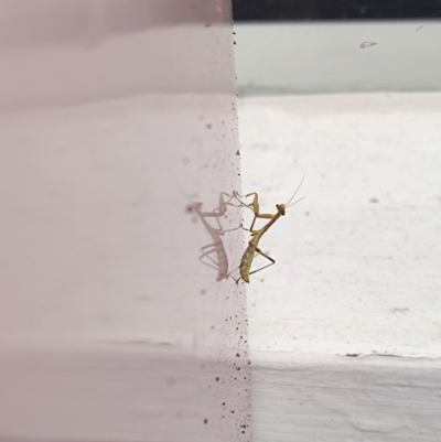 Unidentified Praying mantis (Mantodea) at Camberwell, VIC - 30 Dec 2022 by rykokat