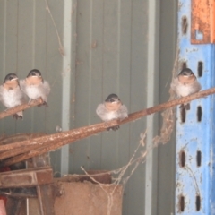 Hirundo neoxena (Welcome Swallow) at Lions Youth Haven - Westwood Farm A.C.T. - 30 Dec 2022 by HelenCross