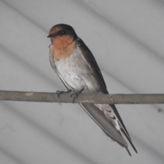 Hirundo neoxena at suppressed - 30 Dec 2022