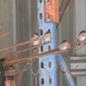 Hirundo neoxena at Kambah, ACT - 30 Dec 2022