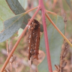 Unidentified Case moth (Psychidae) at Kambah, ACT - 30 Dec 2022 by HelenCross