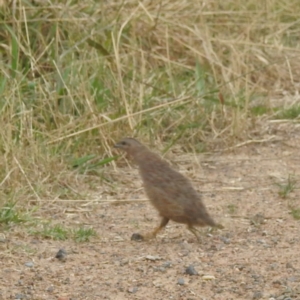 Synoicus ypsilophorus at Kambah, ACT - suppressed