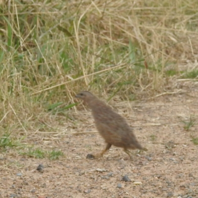 Synoicus ypsilophorus (Brown Quail) at Lions Youth Haven - Westwood Farm A.C.T. - 30 Dec 2022 by HelenCross