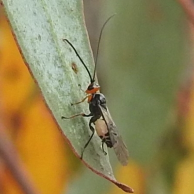 Braconidae (family) (Unidentified braconid wasp) at Lions Youth Haven - Westwood Farm A.C.T. - 30 Dec 2022 by HelenCross