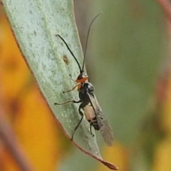 Braconidae sp. (family) (Unidentified braconid wasp) at Kambah, ACT - 30 Dec 2022 by HelenCross