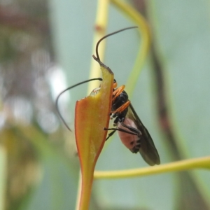 Braconidae (family) at Kambah, ACT - 30 Dec 2022