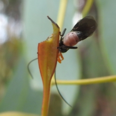 Braconidae (family) at Kambah, ACT - 30 Dec 2022 11:59 AM