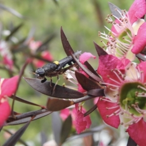 Odontomyia hunteri at Burradoo, NSW - 23 Dec 2022