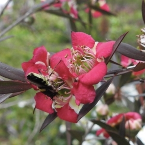 Odontomyia hunteri at Burradoo, NSW - suppressed