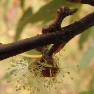 Chrysomelidae sp. (family) at Kambah, ACT - 30 Dec 2022