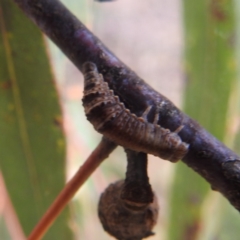 Chrysomelidae sp. (family) at Kambah, ACT - 30 Dec 2022