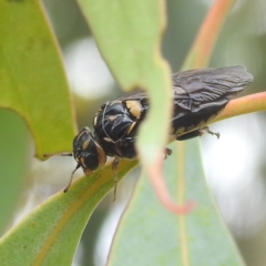 Pergagrapta bella (A sawfly) at Lions Youth Haven - Westwood Farm A.C.T. - 30 Dec 2022 by HelenCross