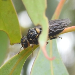 Xyloperga lalage (A perginae sawfly) at Kambah, ACT - 30 Dec 2022 by HelenCross