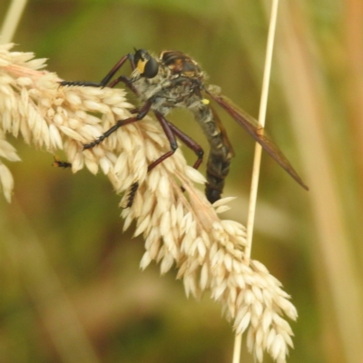 Chrysopogon muelleri (Robber fly) at Lions Youth Haven - Westwood Farm A.C.T. - 30 Dec 2022 by HelenCross