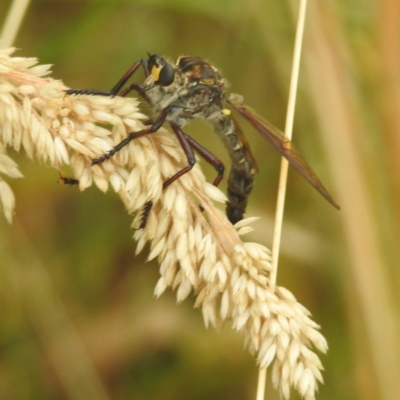 Chrysopogon muelleri (Robber fly) at Kambah, ACT - 30 Dec 2022 by HelenCross