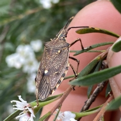 Omyta centrolineata (Centreline Shield Bug) at Googong, NSW - 30 Dec 2022 by Wandiyali