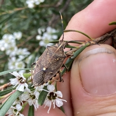 Omyta centrolineata at Googong, NSW - 30 Dec 2022