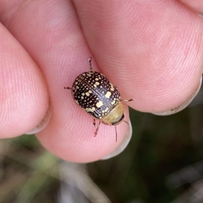 Paropsis pictipennis (Tea-tree button beetle) at QPRC LGA - 30 Dec 2022 by Wandiyali