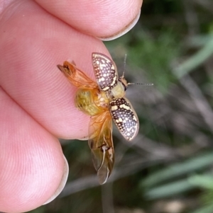 Paropsis pictipennis at Googong, NSW - 30 Dec 2022