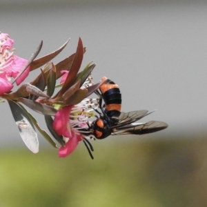 Pterygophorus cinctus at Burradoo, NSW - suppressed