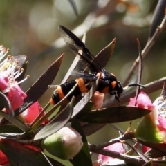 Pterygophorus cinctus at Burradoo, NSW - suppressed