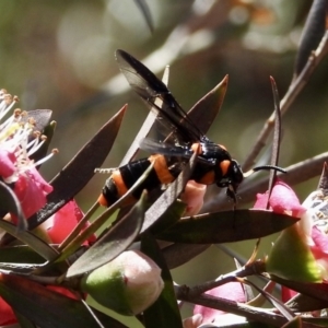 Pterygophorus cinctus at Burradoo, NSW - 23 Dec 2022