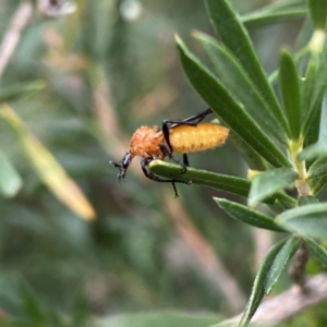 Bibio imitator at Googong, NSW - 30 Dec 2022