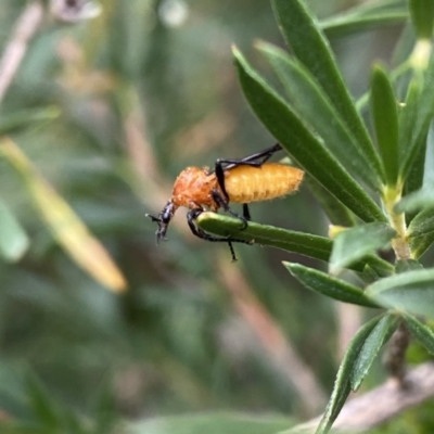 Bibio imitator (Garden maggot) at QPRC LGA - 30 Dec 2022 by Wandiyali