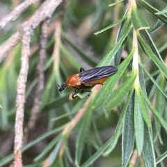 Bibio imitator at Googong, NSW - 30 Dec 2022