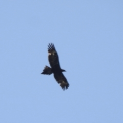 Aquila audax (Wedge-tailed Eagle) at Burradoo, NSW - 26 Dec 2022 by GlossyGal