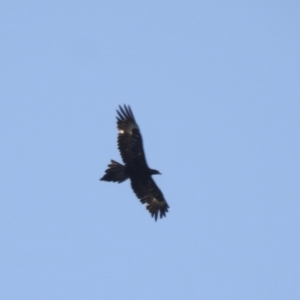 Aquila audax at Burradoo, NSW - 26 Dec 2022