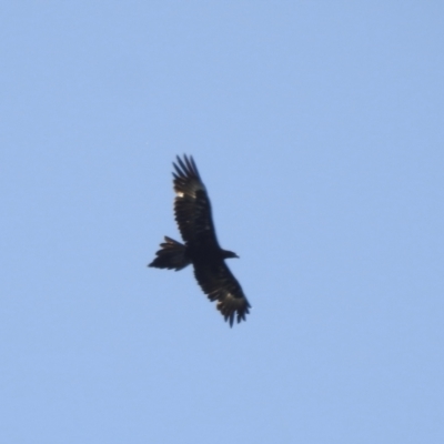 Aquila audax (Wedge-tailed Eagle) at Burradoo, NSW - 26 Dec 2022 by GlossyGal