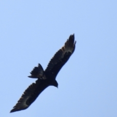 Aquila audax at Burradoo, NSW - 26 Dec 2022