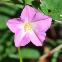 Polymeria calycina (Slender Bindweed) at Wallagoot, NSW - 25 Dec 2022 by KylieWaldon