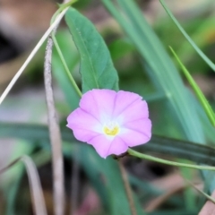 Polymeria calycina at Wallagoot, NSW - 26 Dec 2022 10:33 AM