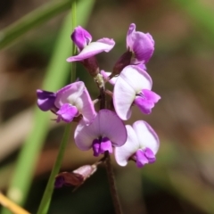 Glycine sp. at Wallagoot, NSW - 25 Dec 2022 by KylieWaldon