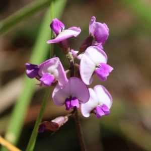 Glycine sp. at Wallagoot, NSW - 26 Dec 2022 10:36 AM