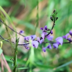 Glycine sp. at Wallagoot, NSW - 26 Dec 2022