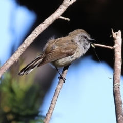 Gerygone mouki (Brown Gerygone) at Lochiel, NSW - 27 Dec 2022 by KylieWaldon