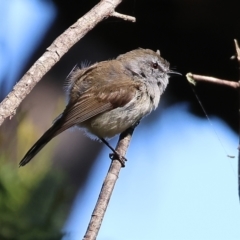 Gerygone mouki at Lochiel, NSW - 27 Dec 2022 08:37 AM