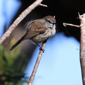 Gerygone mouki at Lochiel, NSW - 27 Dec 2022