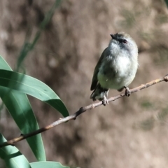 Gerygone mouki at Lochiel, NSW - 27 Dec 2022