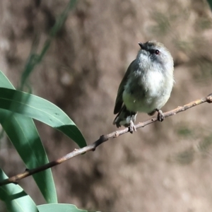 Gerygone mouki at Lochiel, NSW - 27 Dec 2022