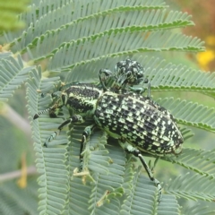 Chrysolopus spectabilis (Botany Bay Weevil) at Lions Youth Haven - Westwood Farm A.C.T. - 30 Dec 2022 by HelenCross