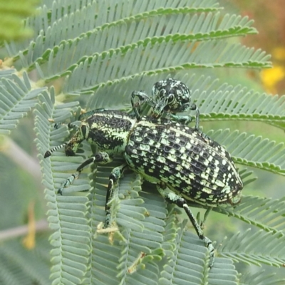 Chrysolopus spectabilis (Botany Bay Weevil) at Lions Youth Haven - Westwood Farm A.C.T. - 30 Dec 2022 by HelenCross
