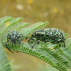 Chrysolopus spectabilis at Kambah, ACT - 30 Dec 2022