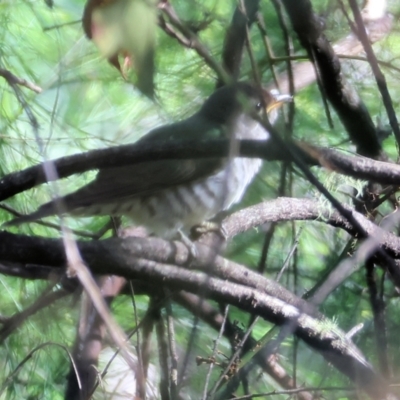 Chrysococcyx lucidus (Shining Bronze-Cuckoo) at Yurammie State Forest - 27 Dec 2022 by KylieWaldon